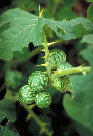 <i>Solanum viarum</i> Species of shrub