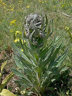 <i>Solenanthus</i> Genus of flowering plants in the borage family Boraginaceae