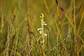 Sommer-Drehwurz im Moorbiotop Biotop am Chiemsee