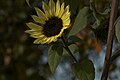 Sonnenblume (Helianthus annuus)