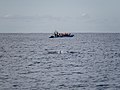 Image 531Sperm whale (Physeter macrocephalus) near a whale watching boat, São Miguel Island, Azores, Portugal