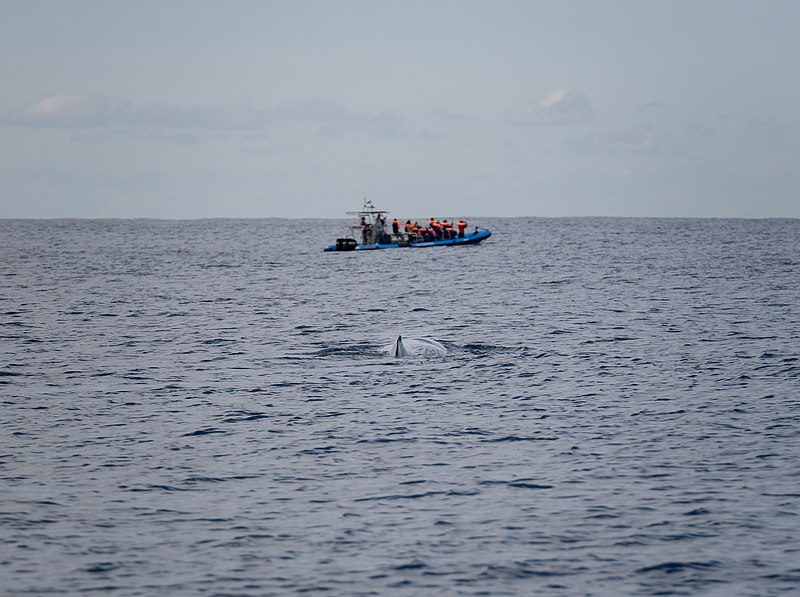 File:Sperm whale (Physeter macrocephalus) near a whale watching boat, São Miguel Island, Azores, Portugal (PPL1-Corrected).jpg