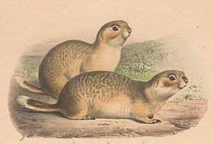 Spermophilus Erythrogenys Werpol