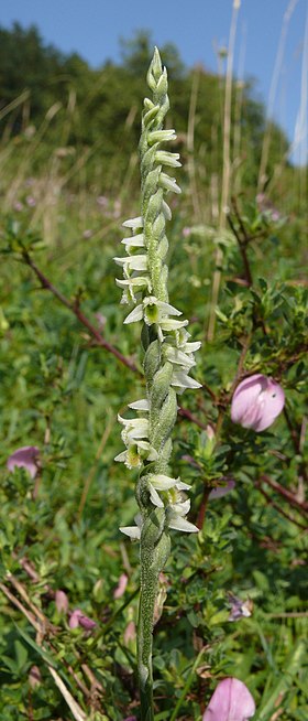 Spiranthes spiralis, Frankenhöhe, Alemanha.