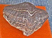 Fossilized shell of the Carboniferous-Permian brachiopod Gypospirifer Spiriferidae - Gypospirifer condor cropped.jpg