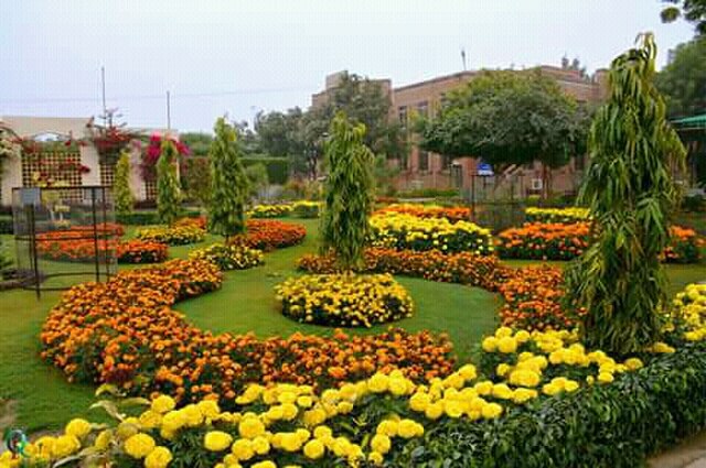 Image: Spring Flower in IBA Sukkur