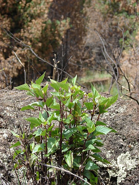 File:Starr-070908-9319-Ageratina adenophora-fire area spatter vent-Polipoli-Maui (24866709766).jpg