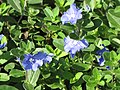 Starr-110215-1186-Evolvulus glomeratus subsp grandiflorus-leaves and flowers-KiHana Nursery Kihei-Maui (24957660912).jpg