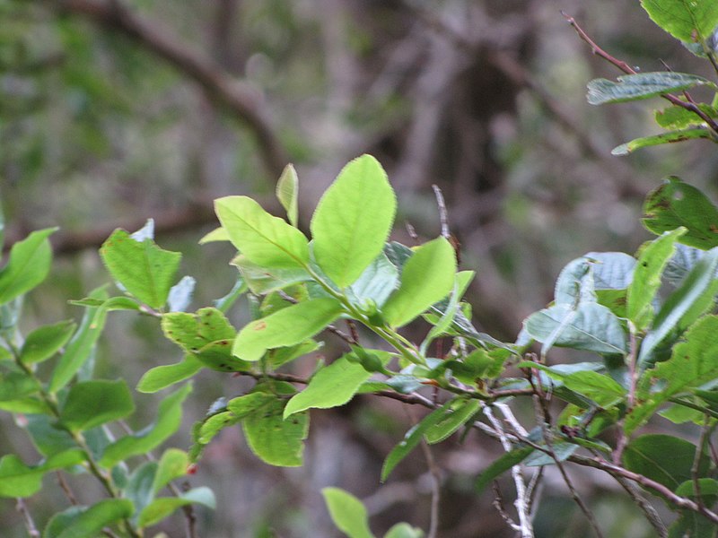 File:Starr-111003-0409-Vaccinium calycinum-leaves-Waikamoi Flume Rd-Maui (24999574712).jpg