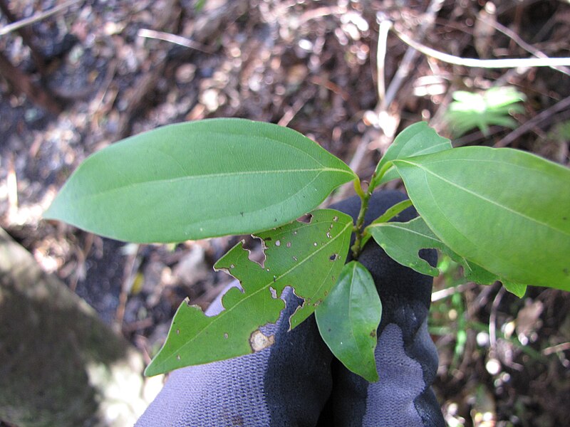 File:Starr-111012-0899-Cinnamomum burmanni-leaves-Kahana-Maui (24488311864).jpg