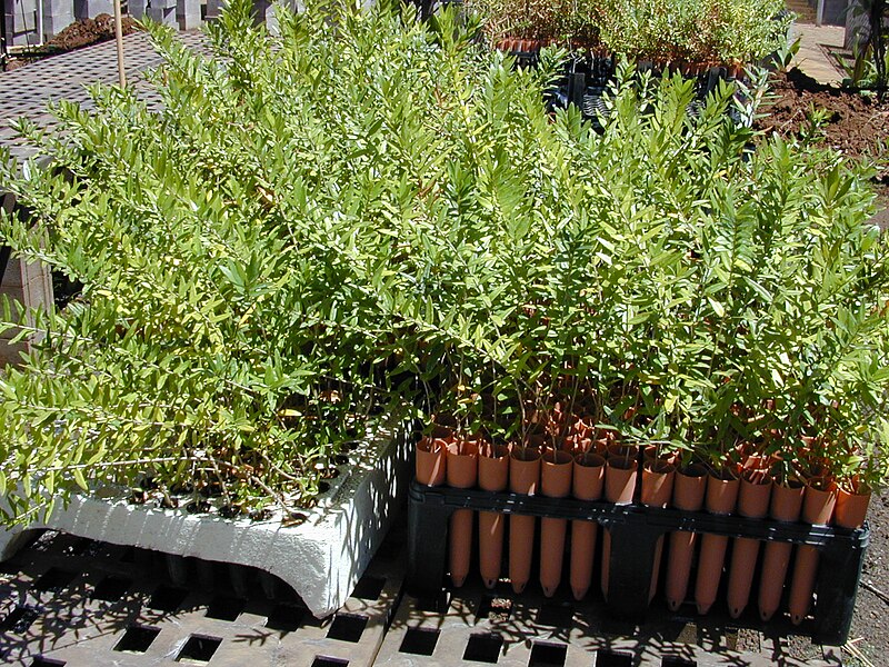 File:Starr 010330-0593 Olea europaea subsp. cuspidata.jpg