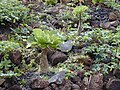 Miniatuur voor Brighamia insignis