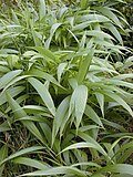 Thumbnail for Setaria palmifolia