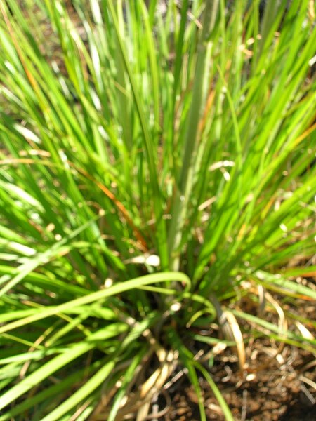 File:Starr 050815-3363 Cortaderia jubata.jpg