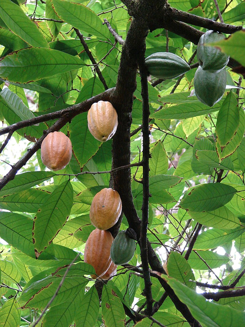 Jak se jmenuje strom z kterého se vyrábí kakaové máslo?