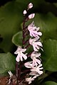 Stenoglottis macloughlinii South Africa - KwaZulu-Natal Oribi Flats