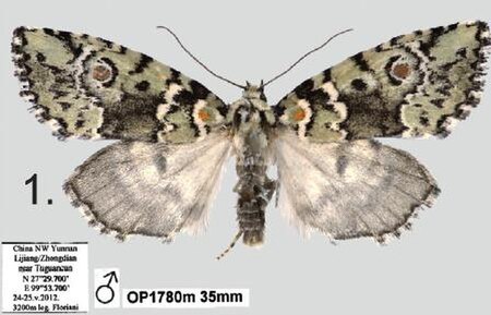 Stenoloba solaris