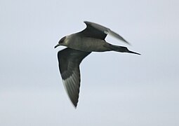 Lup de mare arctic (Stercorarius parasiticus)