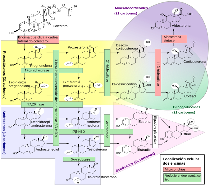 File:Steroidogenesis gl.svg