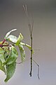 * Nomination Stick insect (Phasmatodea sp.) --Charlesjsharp 09:25, 13 October 2023 (UTC) * Promotion  Support Good quality. --Alexis Lours 12:20, 13 October 2023 (UTC)