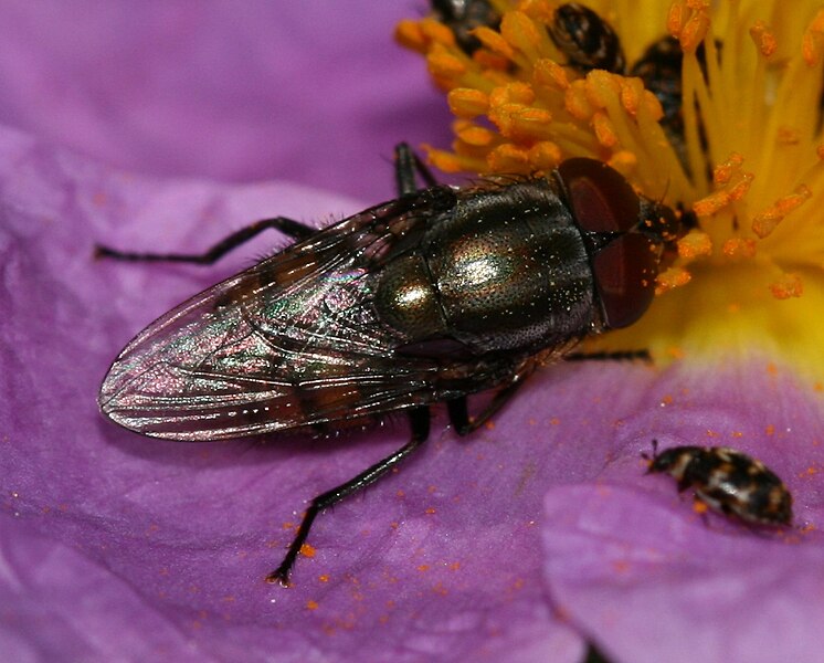 File:Stomorhina lunata - a blowfly egg-predator of locusts - Flickr - S. Rae.jpg