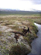 The Storflaket peat bog near Abisko in northern Sweden is a permafrost plateau. It shows some signs of collapse such as cracks at its borders Storflaket.JPG