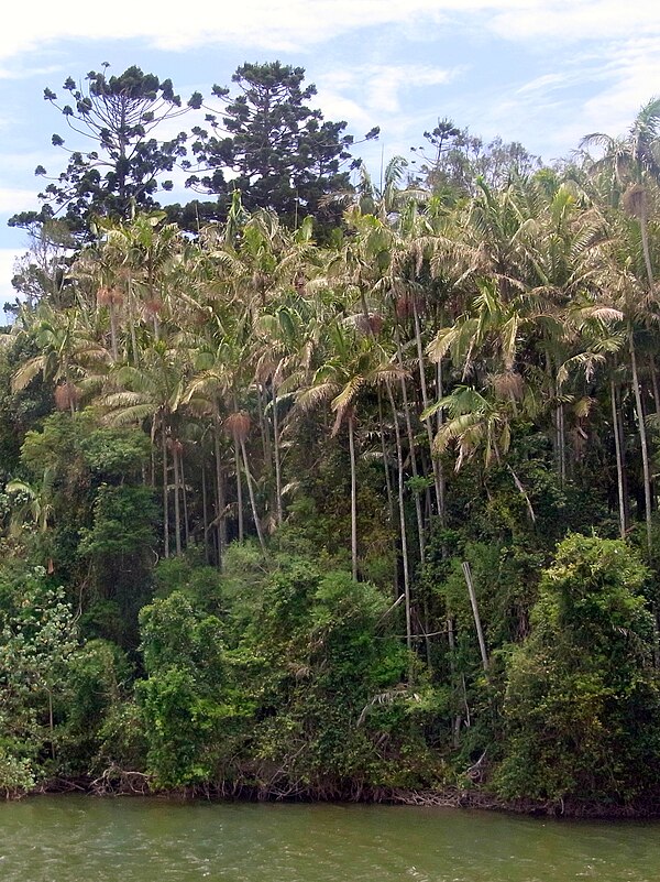 Stotts Island at Tumbulgum, 2012