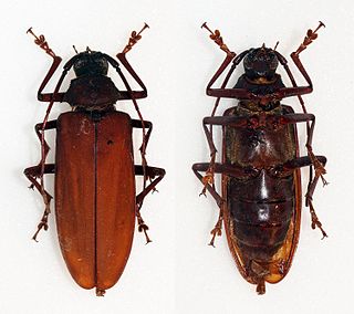 <i>Strongylaspis</i> Genus of beetles