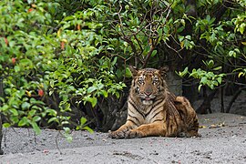 Un tigre du Bengale juvénile au Parc national des Sundarbans, la plus grande forêt de mangrove au monde, classé au patrimoine mondial.