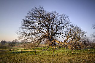 Usedom Botanical Gardens, Mellenthin