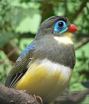 Trogon sumatrzański (Apalharpactes mackloti)