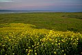 Super Bloom 2017 a Carrizo Plain Nemzeti Emlékműnél (33997496381) .jpg