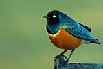 Thumbnail for Superb starling