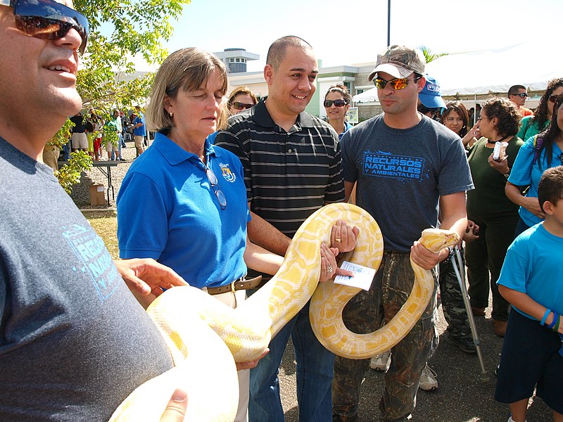 File:Susan Silander, USFWS and Edwin Almodovar, NRCS admiring albino pithon rescued from the wild by PR DNER (6512336513).jpg