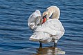 * Nomination Swan in Canale Quarantia / Riserva naturale della Foce dell'Isonzo / Italy --Isiwal 10:29, 12 April 2020 (UTC) * Promotion Good for me, but please add a geolocation --PantheraLeo1359531 12:55, 12 April 2020 (UTC) Geolocation is not necessary for me. But this swan should be white and not grey. Is it possible to brighten the image a bit? -- Spurzem 13:32, 12 April 2020 (UTC)  Done brightness increased, +location, thanks for reviews. --Isiwal 14:56, 12 April 2020 (UTC) Very good now -- Spurzem 16:27, 12 April 2020 (UTC)