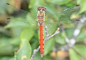 アカネ属 アキアカネ Sympetrum frequens