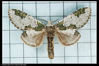 <i>Syntypistis comatus</i> Species of moth