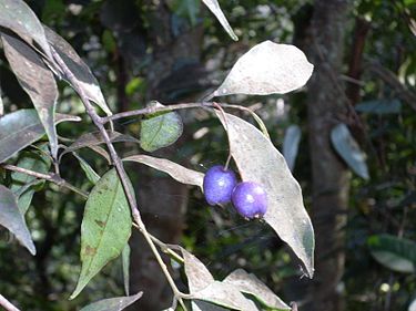 Blue cherry at Barrenjoey Syzygium oleosum Barrenjoey.JPG
