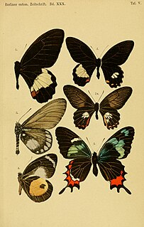 <i>Papilio phestus</i> Species of butterfly