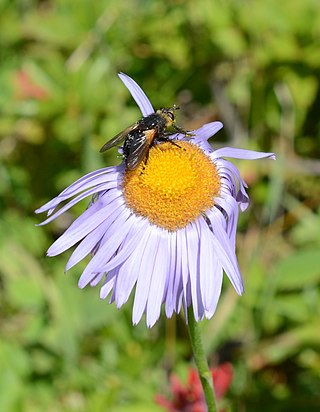 <i>Tachina latianulum</i> Species of fly