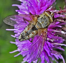 Tachinidae - Dexia rustica. rustica.JPG