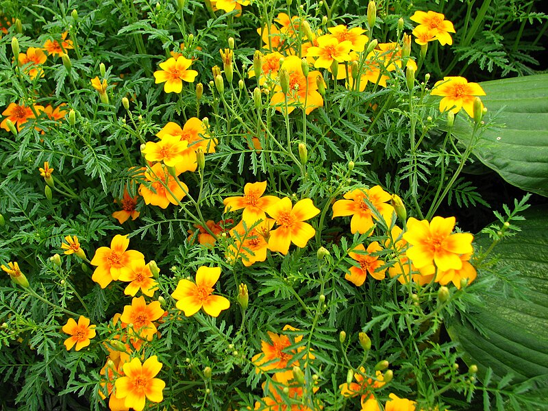 File:Tagetes tenuifolia (cultivar) 01.JPG