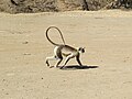 * Nomination Tail posture of Gir langur. By User:Ajtjohnsingh --PJeganathan 10:19, 20 June 2017 (UTC) * Decline Nice image, but not sharp at full size. Also species category missing. --Peulle 10:58, 20 June 2017 (UTC)