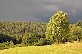 Forêts vu du hameau le Paire.