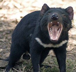 Sterblinis velnias (Sarcophilus harrisii)