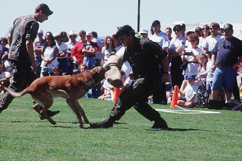 File:Technical Sergeant John Gehringer is attacked by a military working dog protecting Staff Sergeant Kurt Killian F-3304-SPT-95-000030-xx-0181.jpg