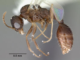 Temnothorax palustris