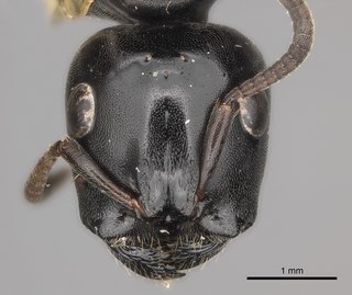 <i>Tetraponera aethiops</i> Species of ant