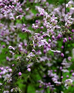 <i>Thalictrum delavayi</i>