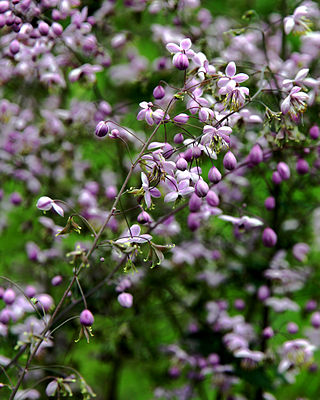 <i>Thalictrum delavayi</i> Species of flowering plant